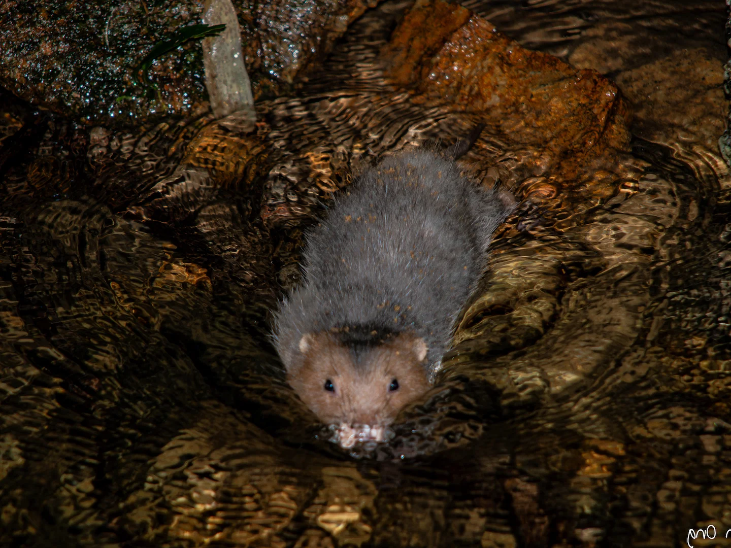 Photo of Indomaleise bamboesrot (Rhizomys sumatrensis)