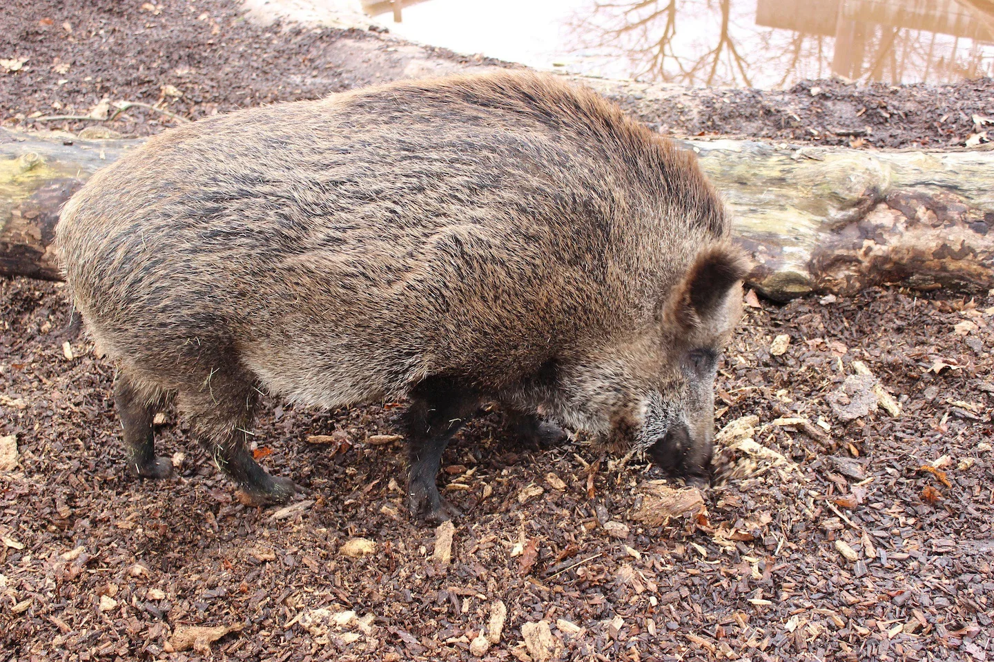 Wild boar hunting in the Rif Mountains (Morocco): A guide for successful hunting
