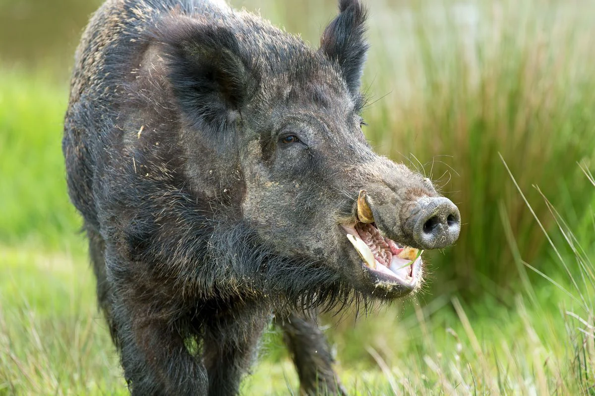 🐗 Сезон охоты на кабана в Кировской области 2026-2027: сроки, лимит 92 особи и жесткие правила безопасности
