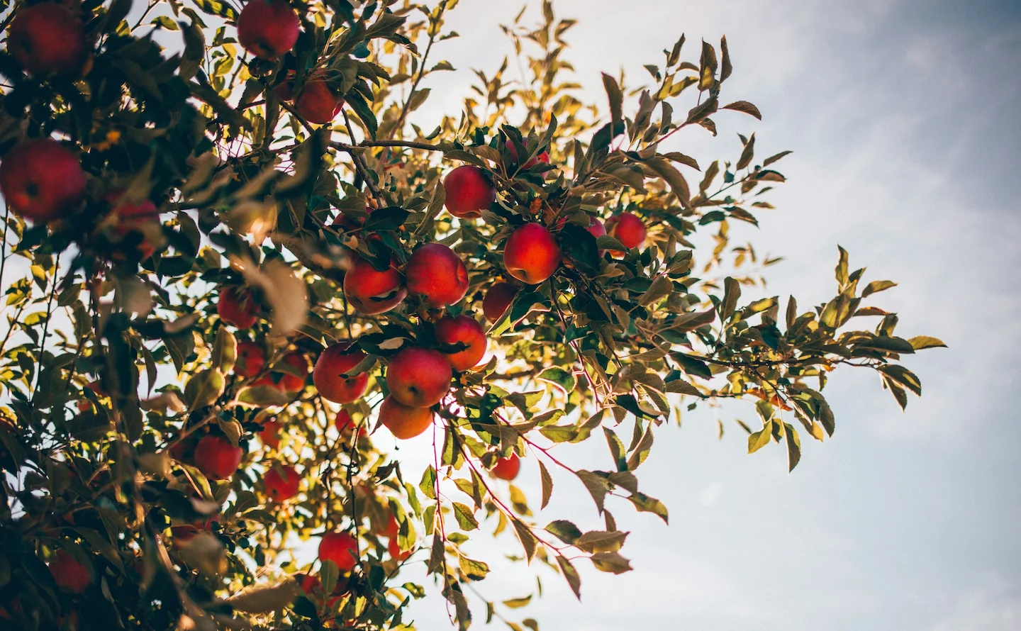 Oise: les chasseurs font planter une centaine d'arbres fruitiers aux écoliers de Grandvilliers