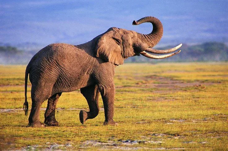 Mali's Desert Elephants Saved?