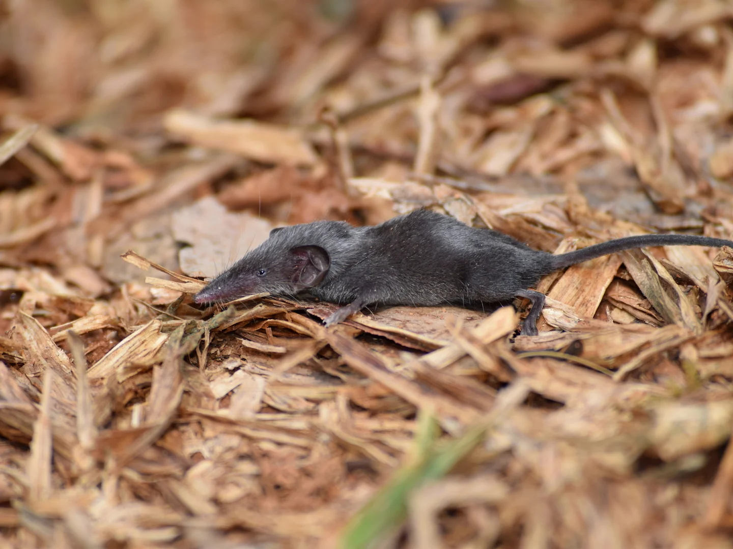 Photo of Etruskse spitsmuisk (Suncus etruscus)