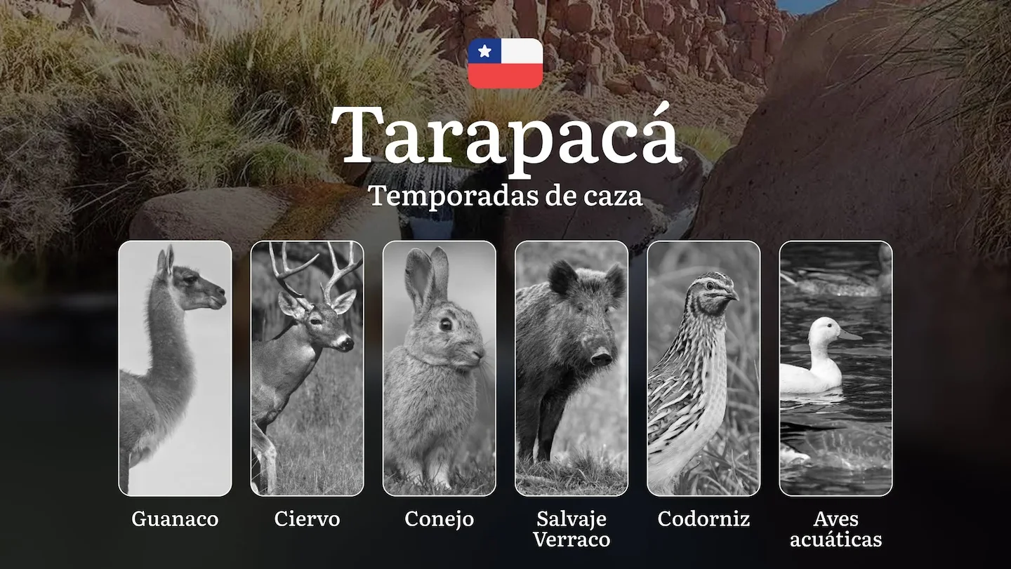 Fechas de caza en Chile, la región de Tarapacá: Estaciones de caza, restricciones, prohibiciones y especies protegidas,…