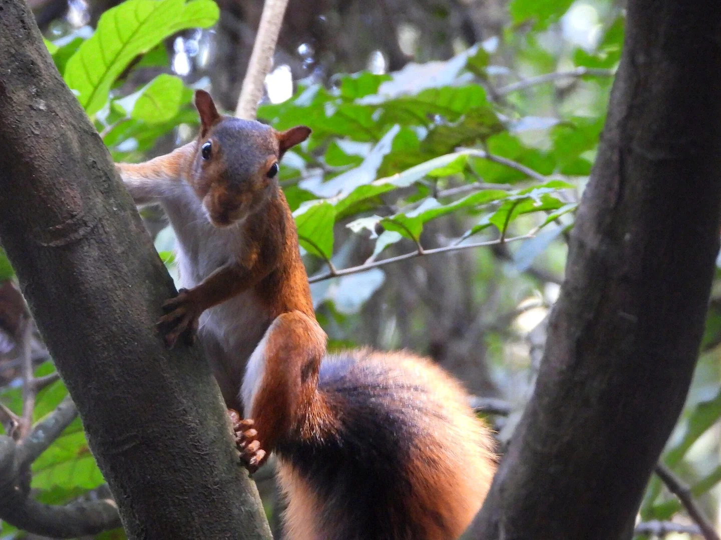 Photo of Suidelike Amasoniese Rooieekhoring (Sciurus spadiceus)