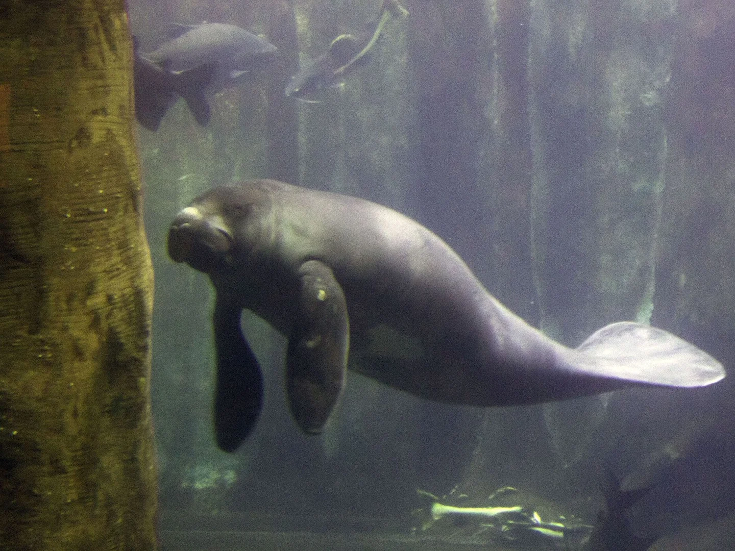 Photo of Amazone-seekoe (Trichechus inunguis)