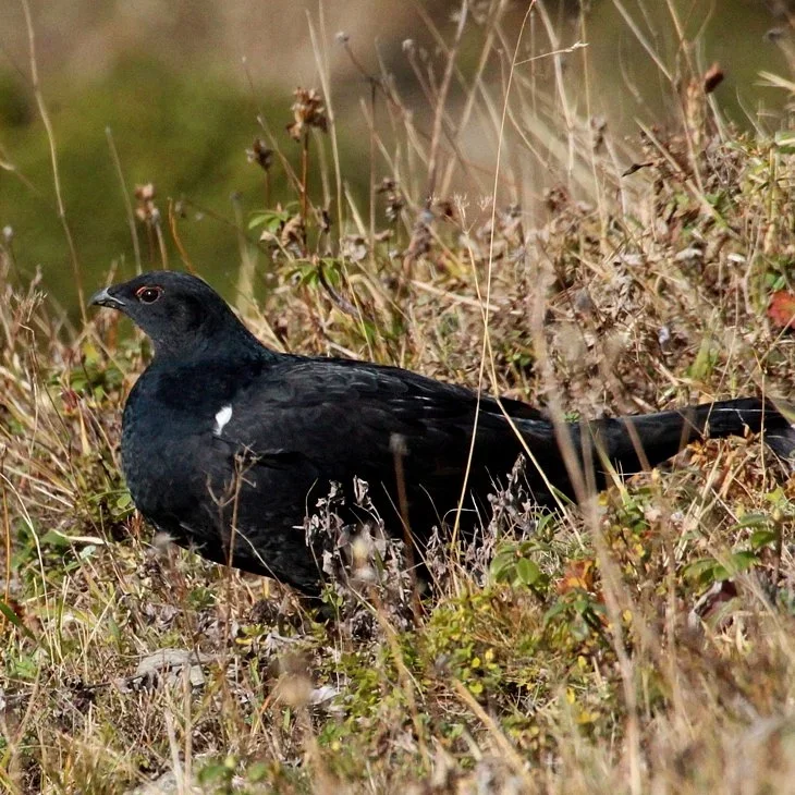Black Grouse Return to North York Moors After Nearly Two Centuries