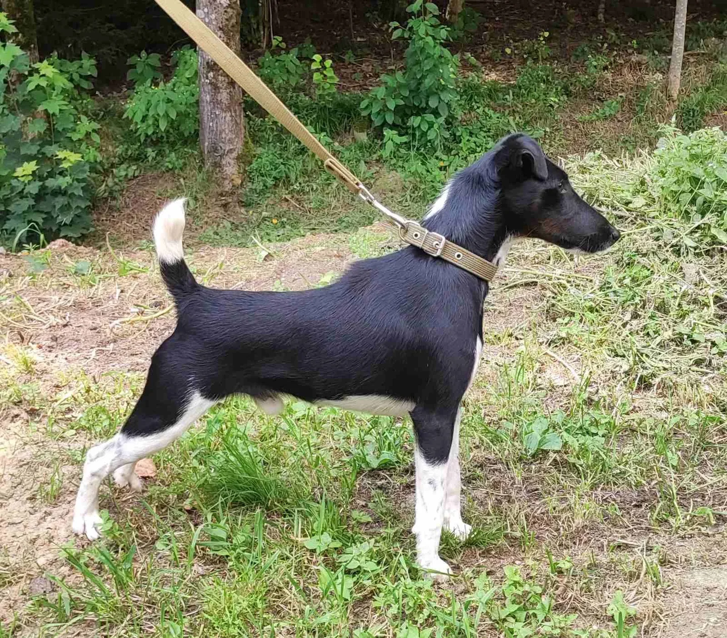 The Smooth Fox Terrier: A Hunter's Companion