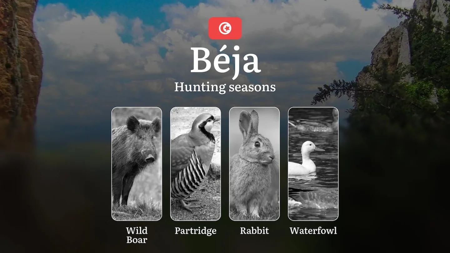 Hunting Seasons in BÉJA: Key Dates, General Rules, Protected Species, Required Licenses, Legal Consequences and Practica…