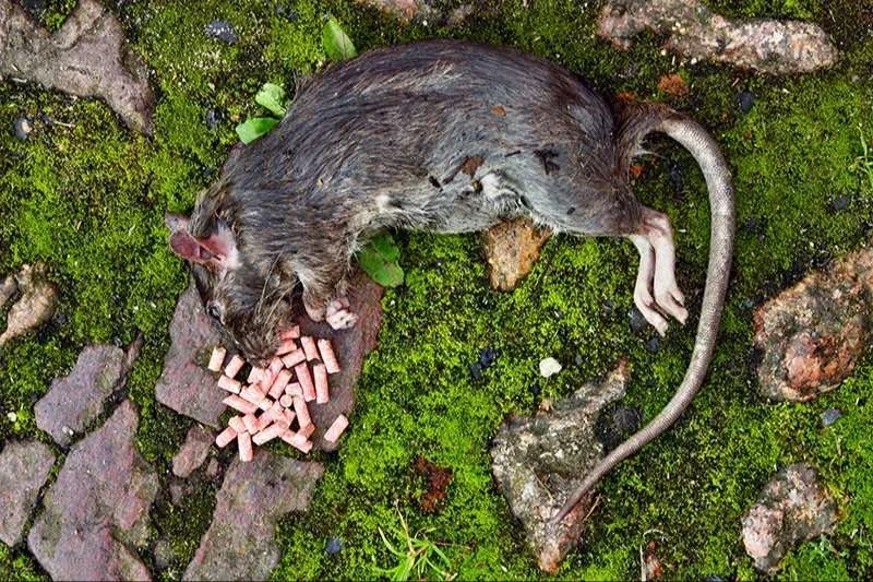 Gard: deux chiens victimes d'un empoisonnement à la mort-aux-rats, les chasseurs portent plainte