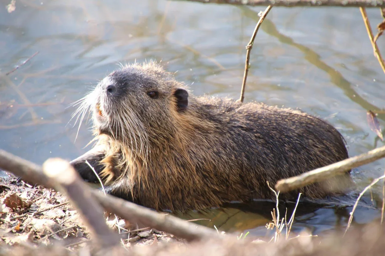 Beaver Hunting Permit in Finland 2025–2026: Price, Rules, Seasons and Where to Hunt
