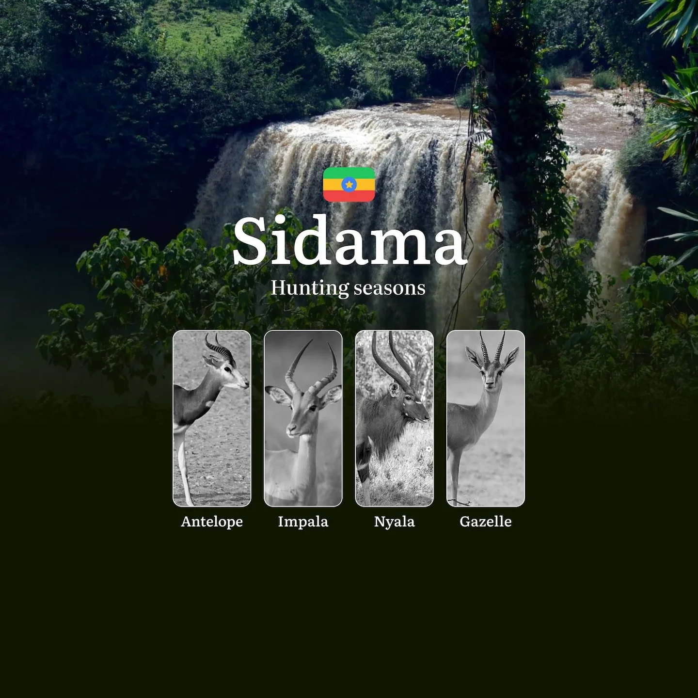 Hunting Seasons in Ethiopia's SIDAMA Region: Hunting Periods, Consequences of Violating Hunting, Licenses, Tips for Hunt…