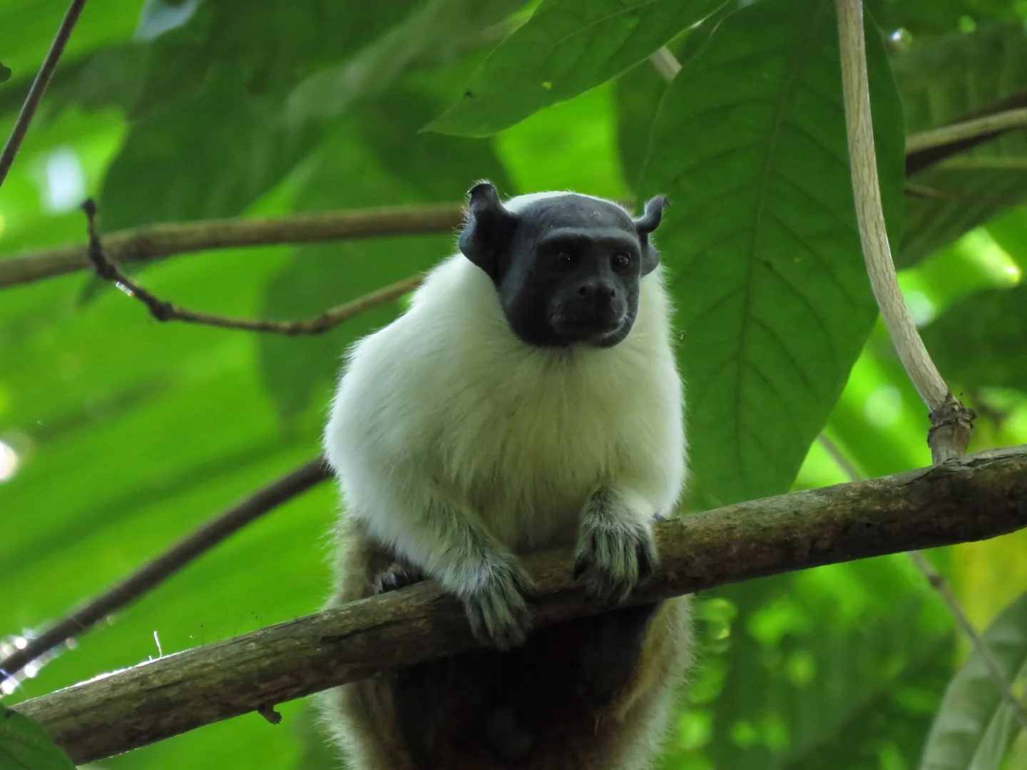 Photo of Brasiliaanse kaalgesig-tamarijn (Saguinus bicolor)