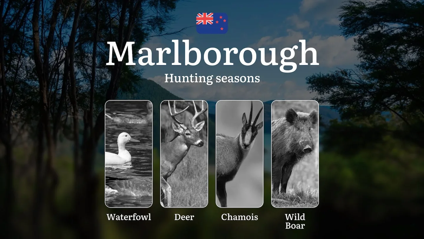 MARLBOROUGH Region (New Zealand): Seasonal Hunting and Rules, Dates, Licences and Specifics of Hunting