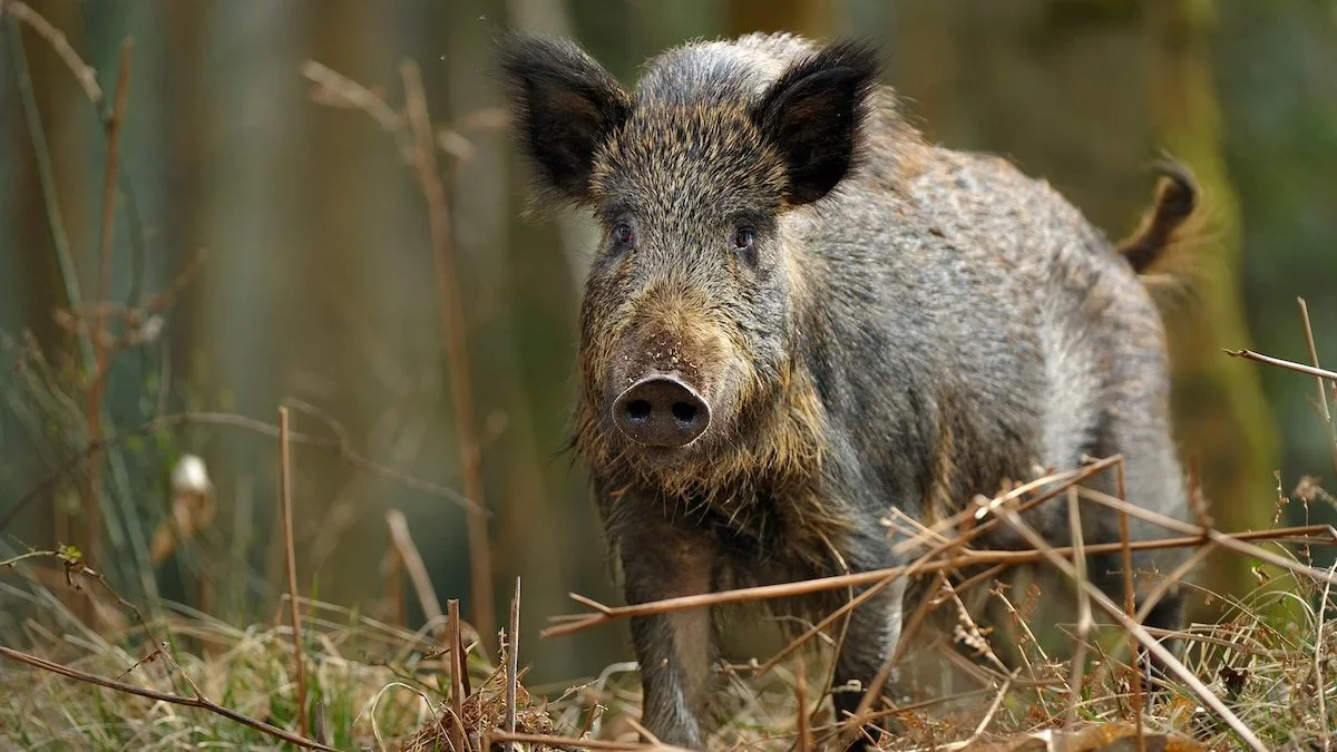 Alberta Declares Wild Boars a Pest: New Restrictions on Hunting and Farming