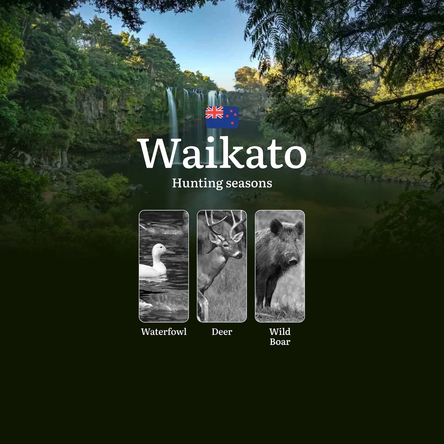 Hunting Seasons, Tips for Choosing the Right Time, How to Obtain a Hunting Permit in New Zealand: WAIKATO Region Insight…