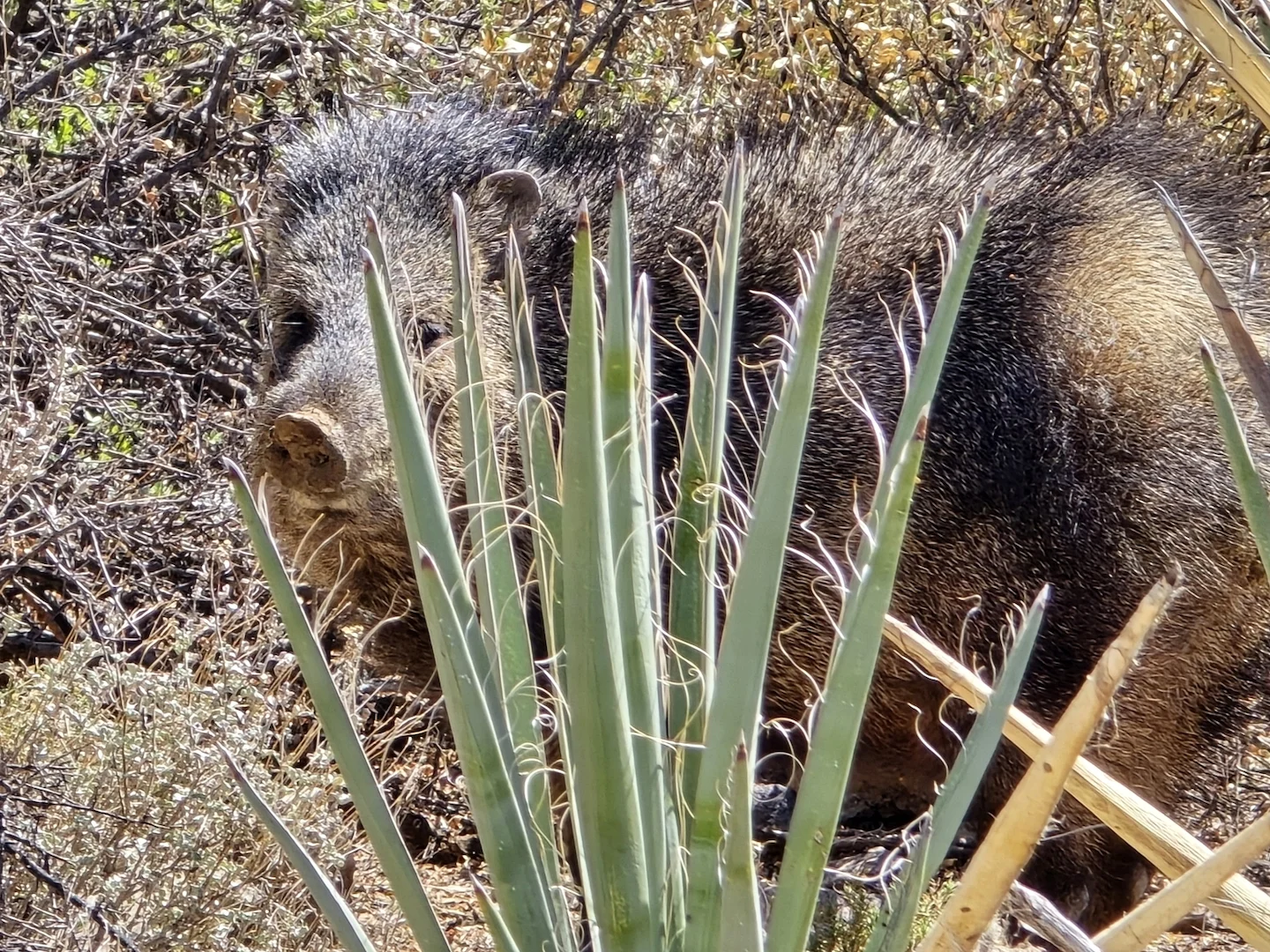 Photo of Collared Peccary (Pecari tajacu)