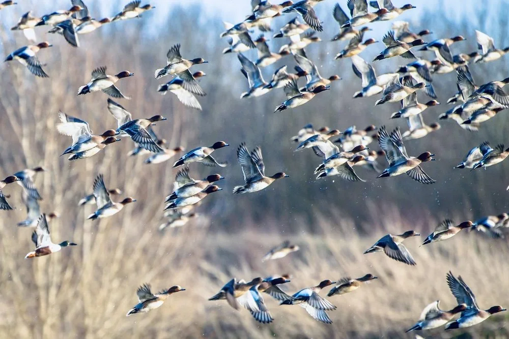 Chasse aux oiseaux migrateurs au Maroc : Guide pratique pour chasseurs passionnés