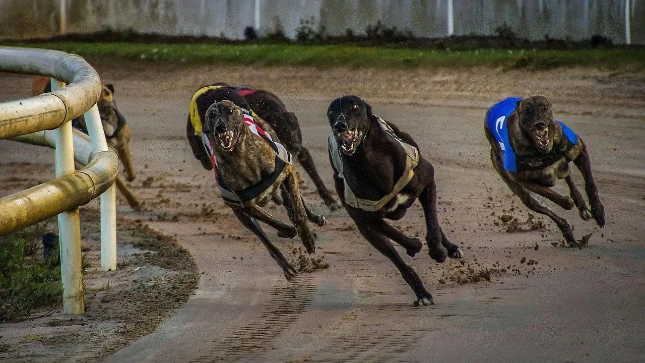 XV Copa de León de Galgos en Campo en España: Velocidad, Estrategia y Naturaleza en Villalobos (Zamora)