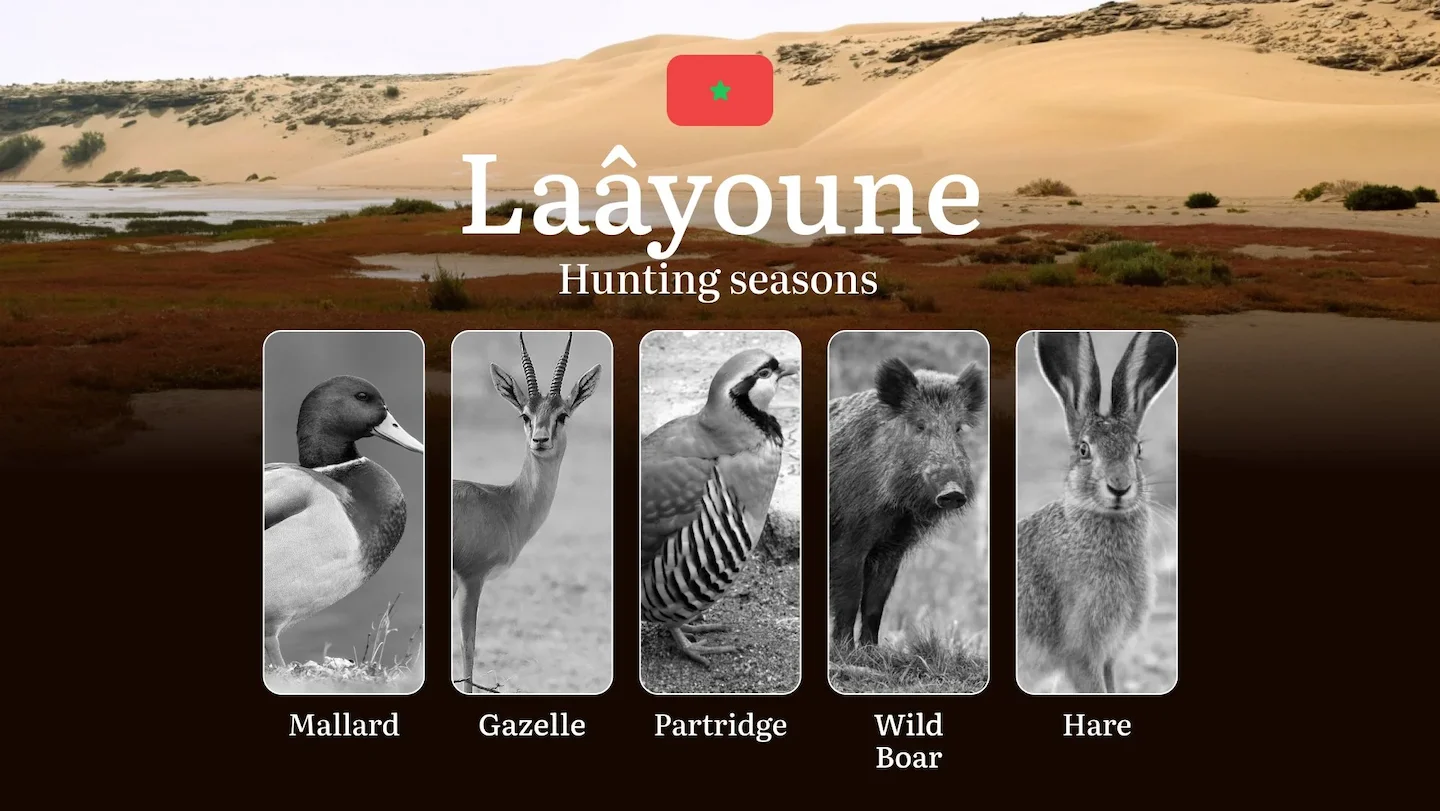 Hunting Periods and Local Rules in Laâyoune: Species You Can Hunt Throughout the Year, Seasonal Activity of Game, and th…