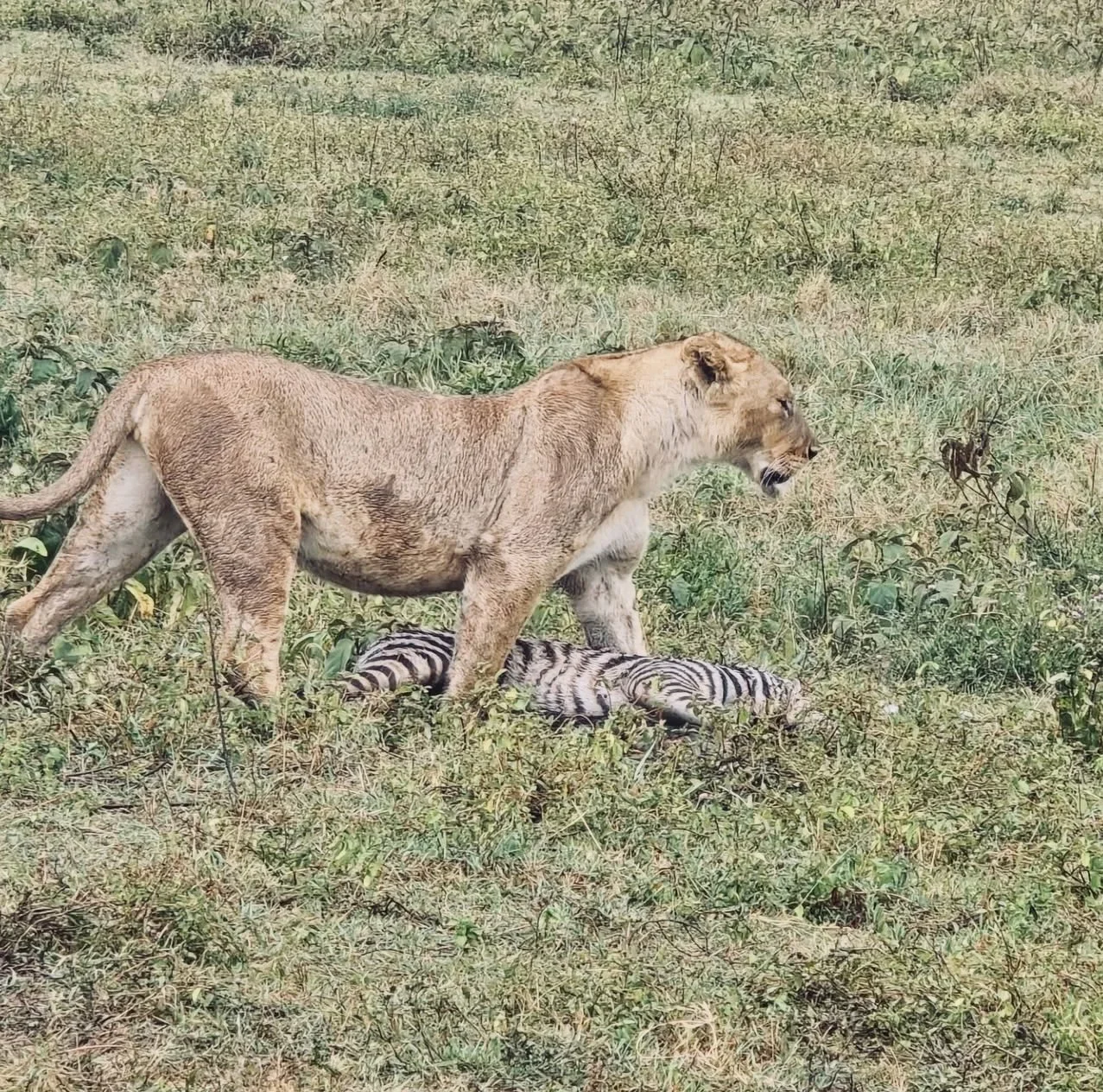 Lion Hunting in Tanzania: season, areas, cost.
