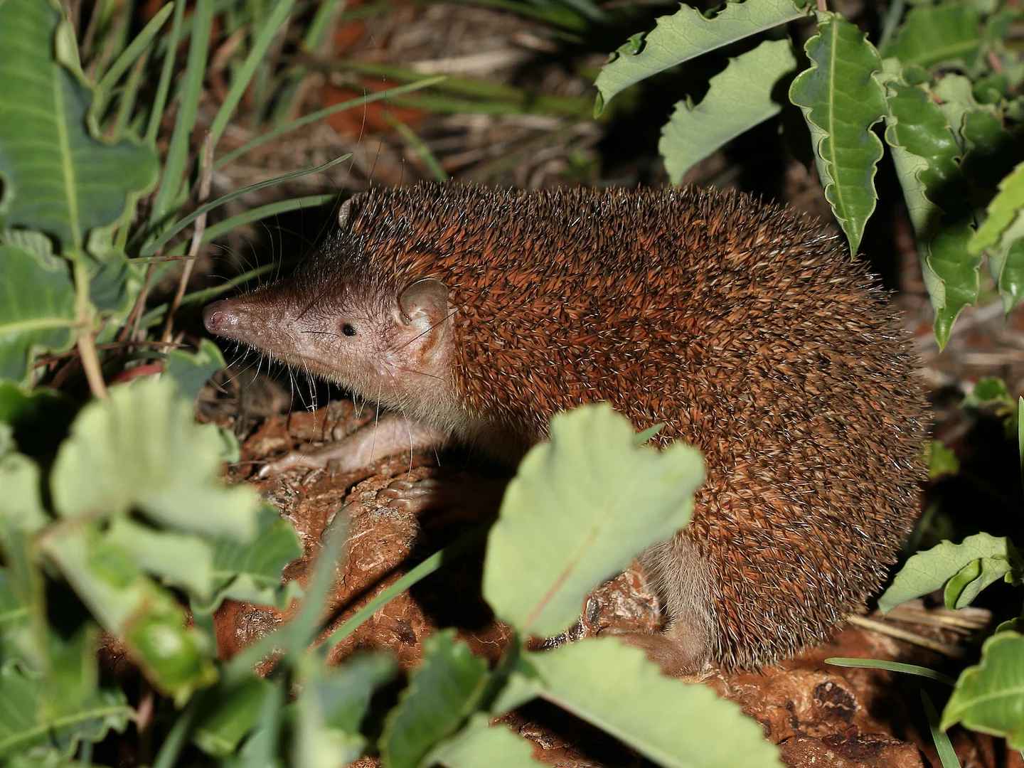 Photo of Groot egeltanrek (Setifer setosus)