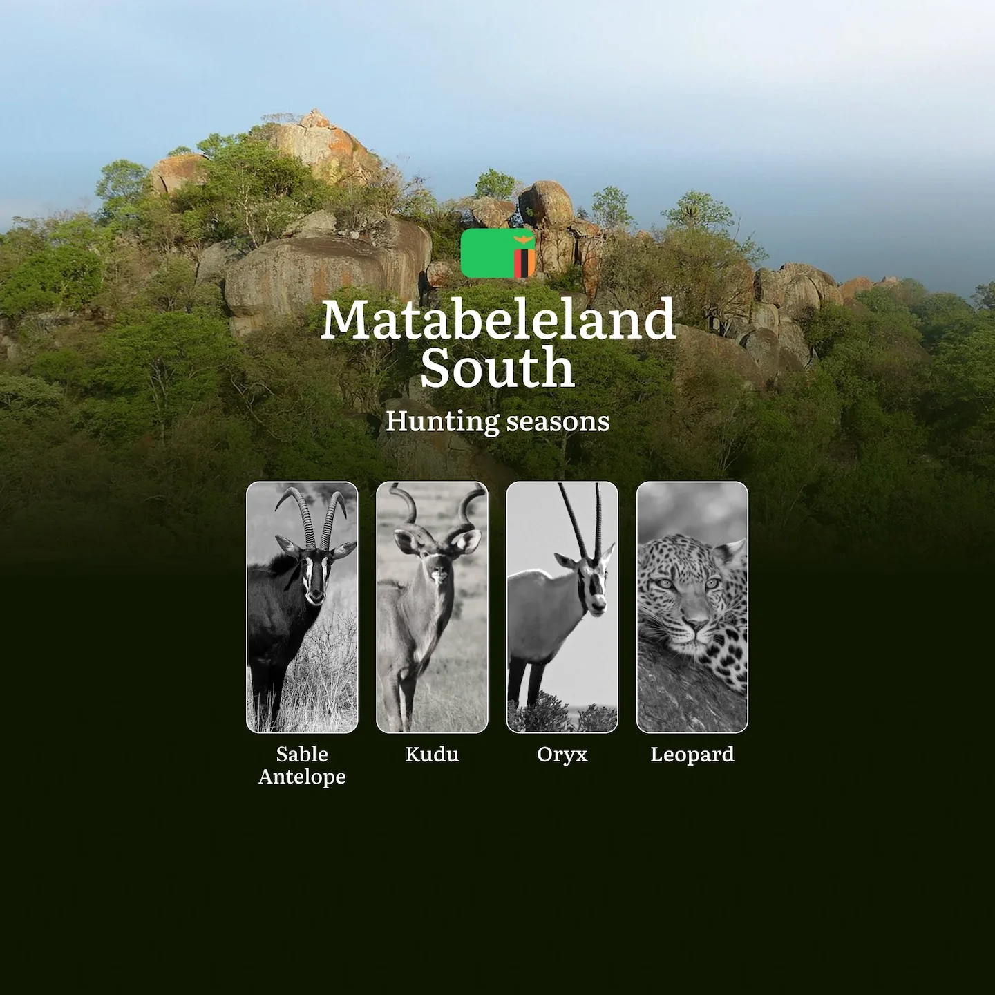 When the Thornveld Comes Alive: Matabeleland South's Strategic Hunting Seasons and Calendar