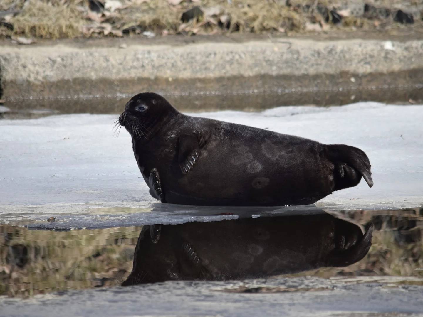 Foca anellata