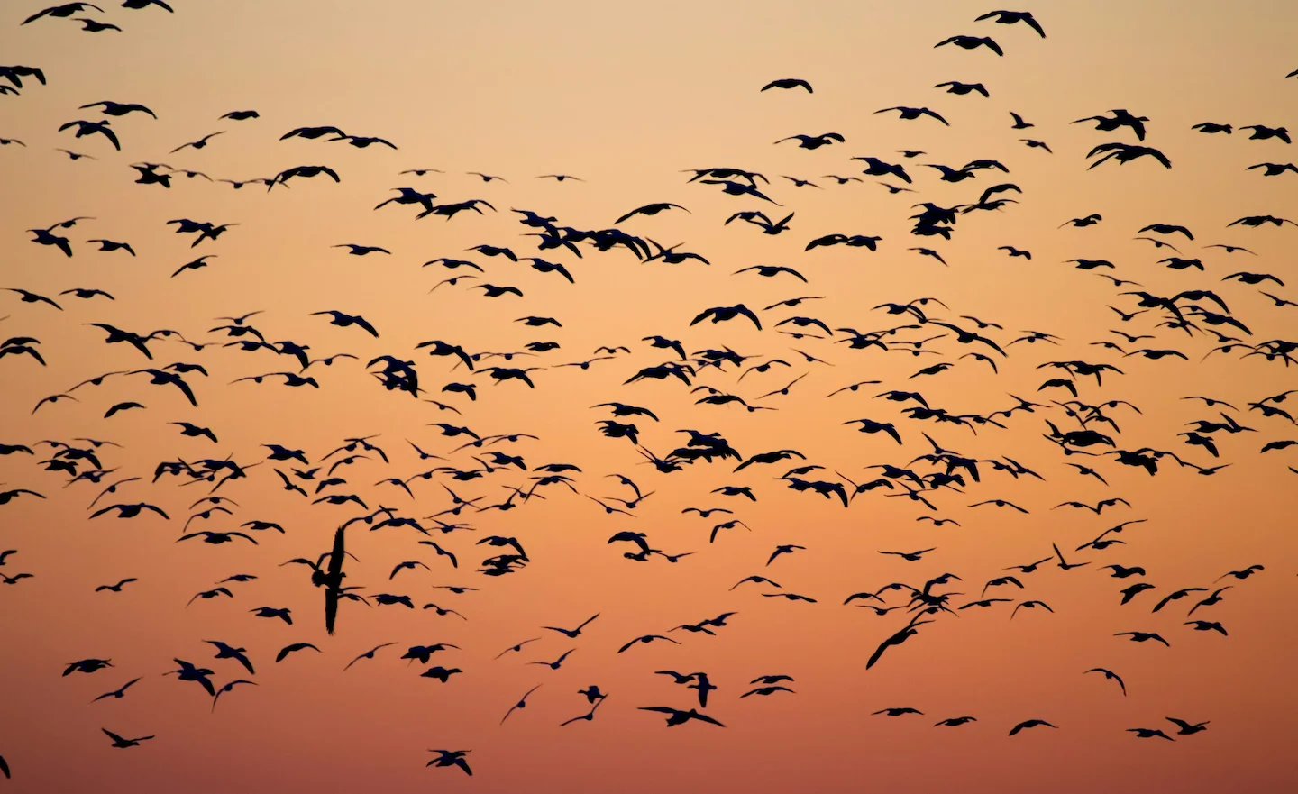 Six Quebec Hunters Fined a Total of $14,000 for Illegal Migratory Bird Hunting Near Baited Site