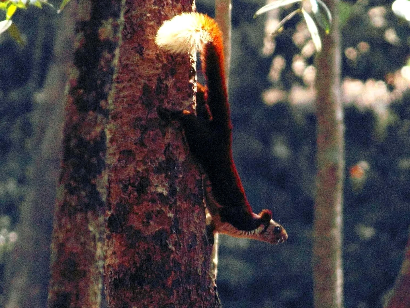 Photo of Indiese reuseekster (Ratufa indica)