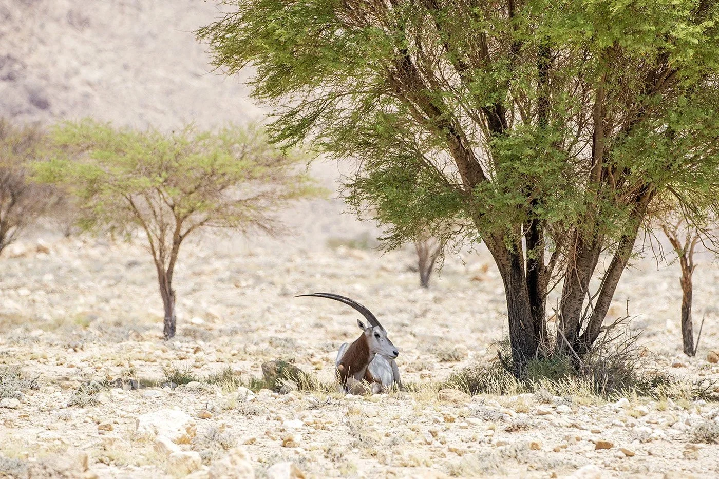 Tunisia Wildlife Crisis: Poachers Threaten Extinction of Hyenas, Fennec Foxes, and Rare Species – Activist Sounds Alarm