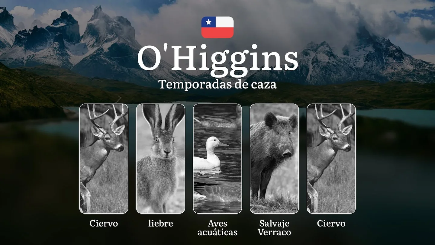 Fechas de caza en la Región de O’Higgins, Chile: épocas, permisos y mejores momentos para cazar, límites y especies prot…