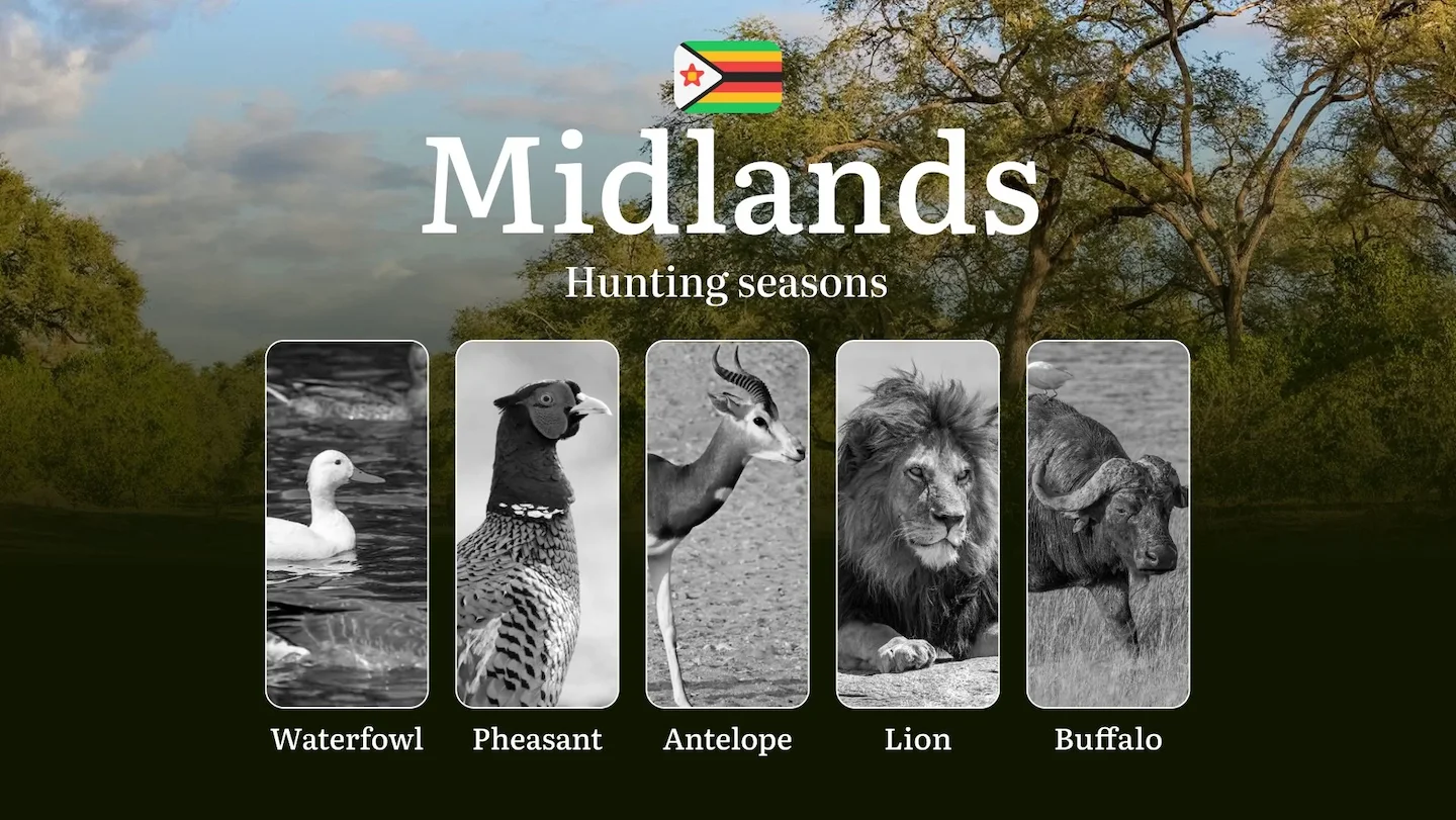 Hunting Seasons in Zimbabwe in MIDLANDS Region: Dates, Rules and Features,Restrictions and Bans, Tips for Preparation