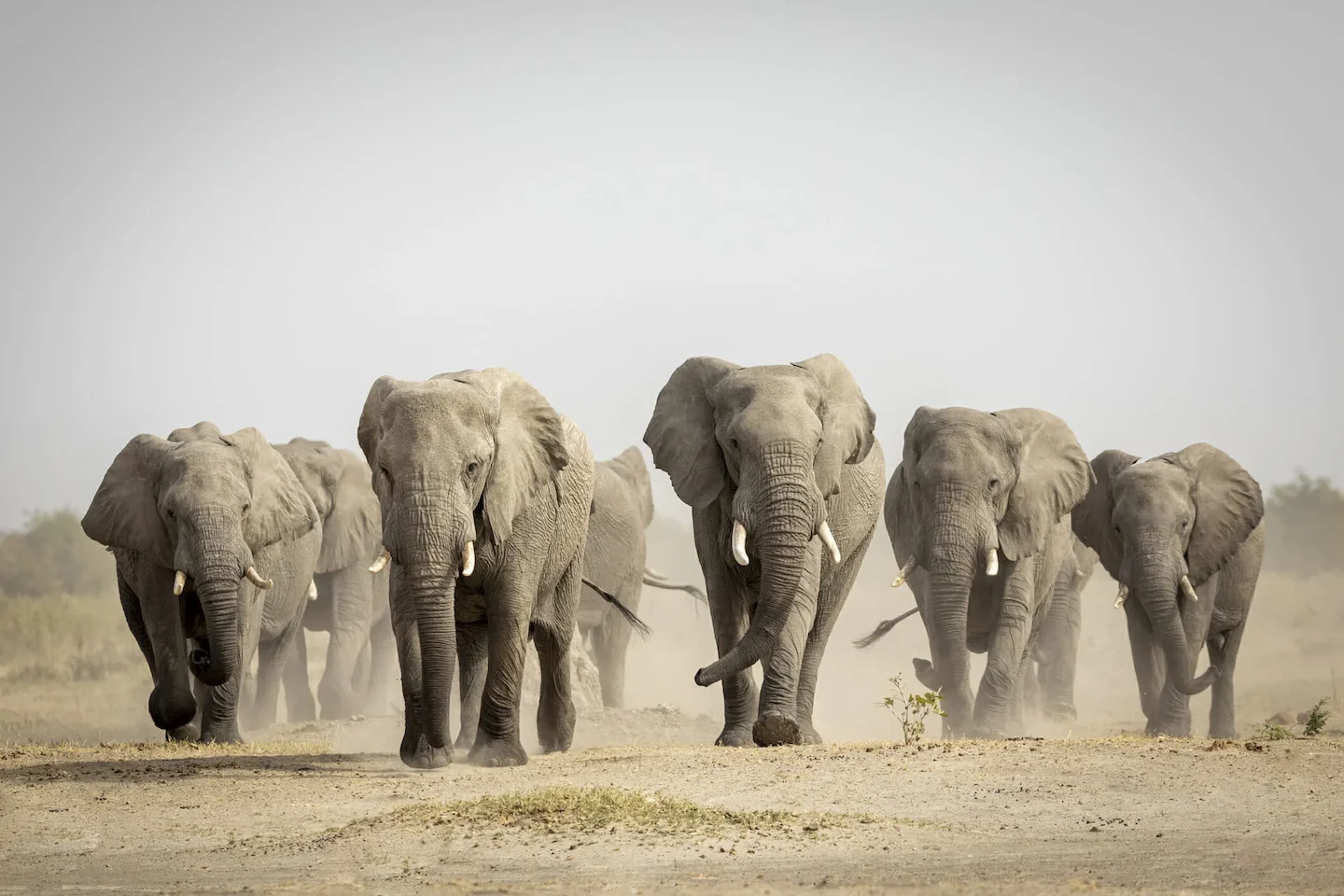 Elephant Migration Routes: Clubs, Laws, Geography and Demographics