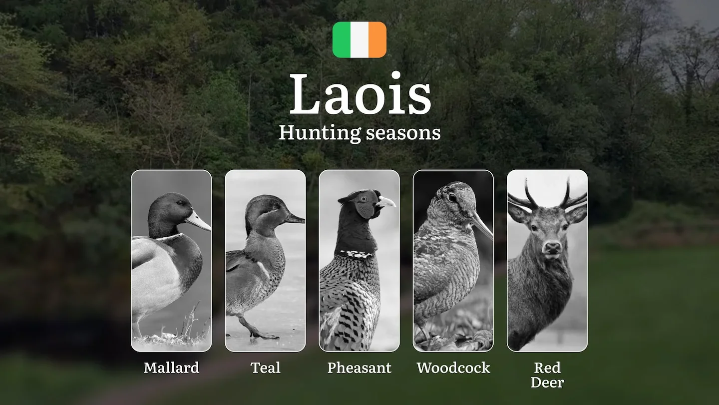 LAOIS Hunting Calendar: When the Slieve Blooms Awaken - Pheasant, Woodcock and Midlands Game Traditions