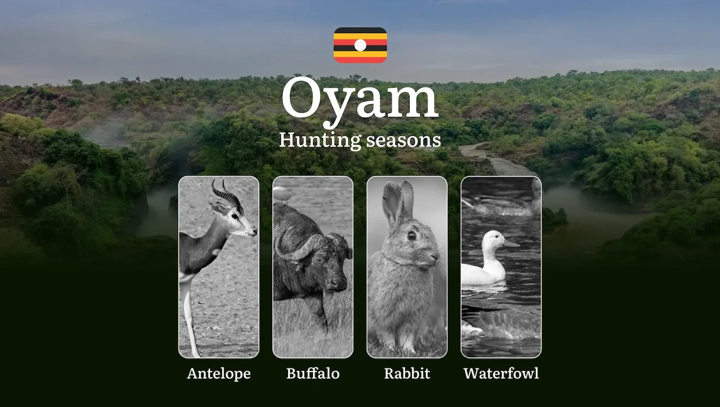 Scheduled Hunting Times in Oyam: Area Regulations, Steps to Obtain a Hunting License, Sanctions for Breaching Hunting Pe…