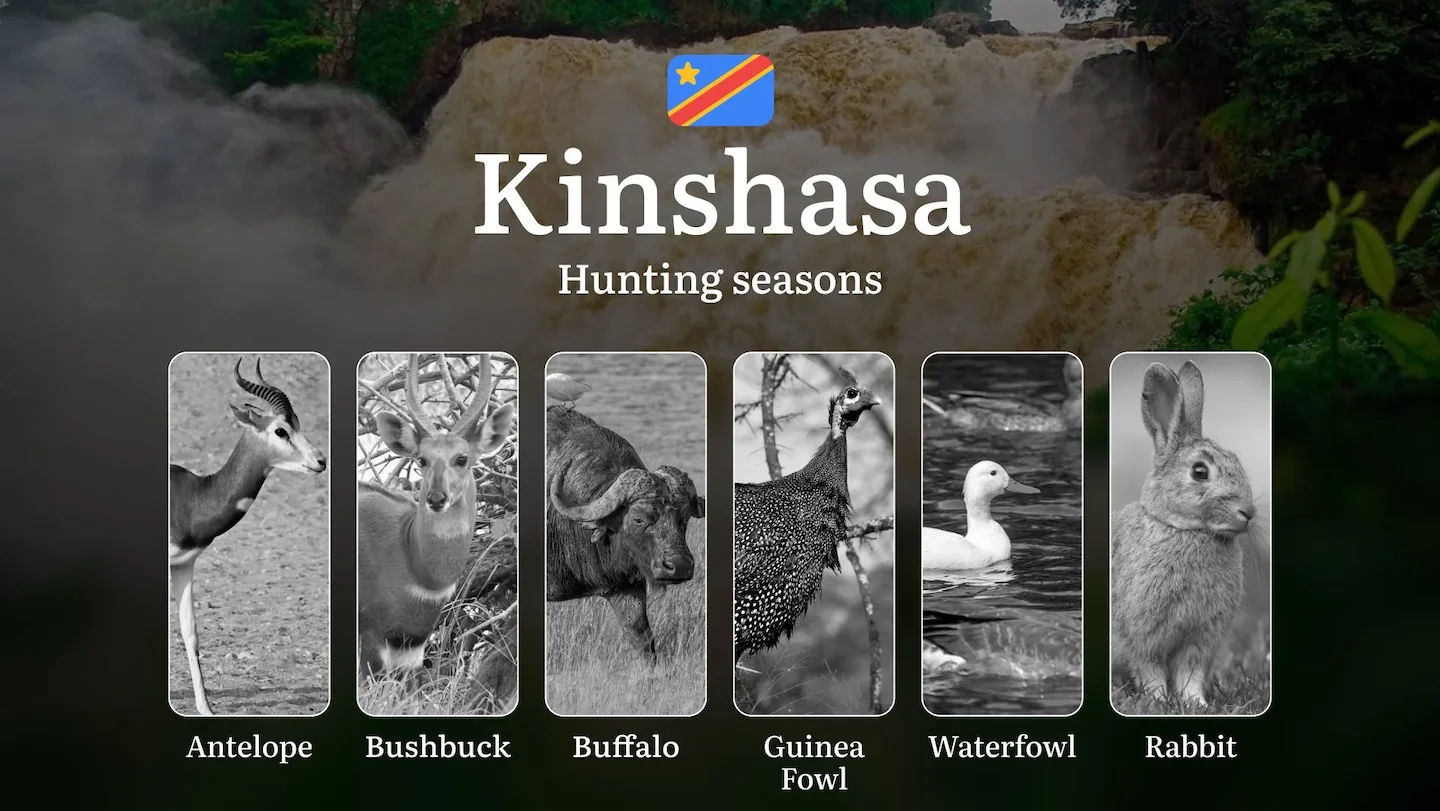 Hunting Seasons in Kinshasa: Permitted Seasons, Temporary Prohibitions, Licensing Regulations, Penalties for Infractions…