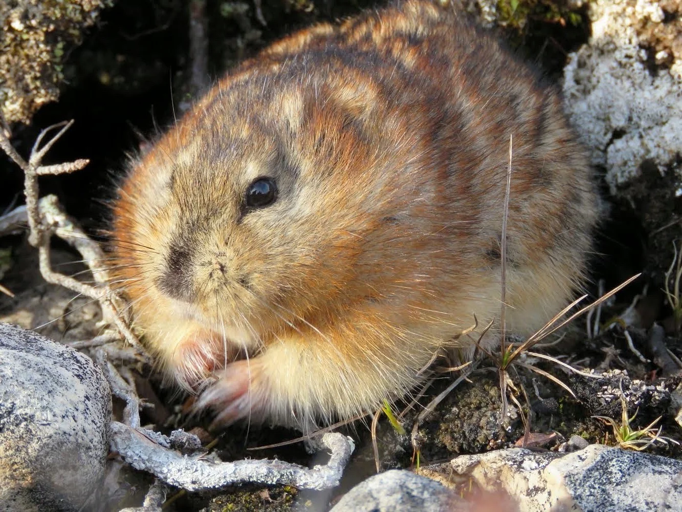 Photo of Richardson se kraaglemming (Dicrostonyx richardsoni)