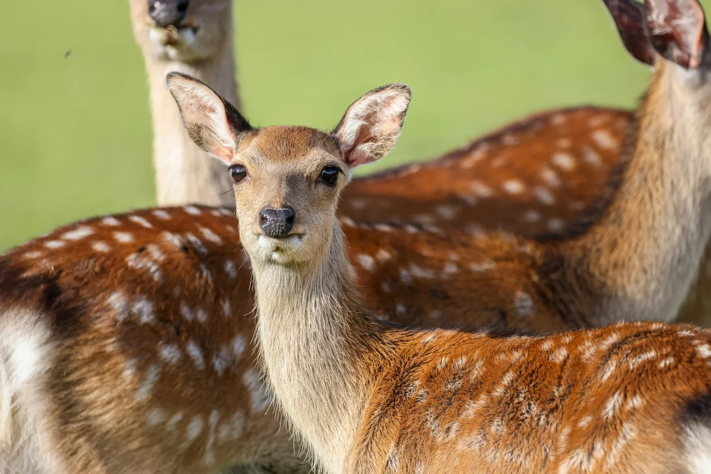 New Zealanders will soon be able to give feedback on draft plans to manage sika and wapiti deer as the country’s first “…