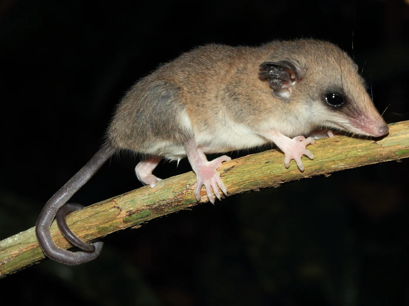Photo of Karimi se vetstert-buideldas (Thylamys karimii)