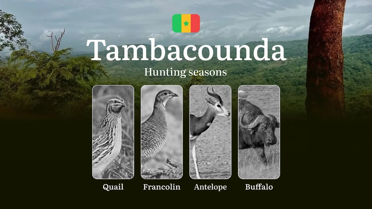 Hunting Dates in Senegal: Timing and Seasons, Regulations and Permits in the TAMBACOUNDA Region, Consequences of Violati…