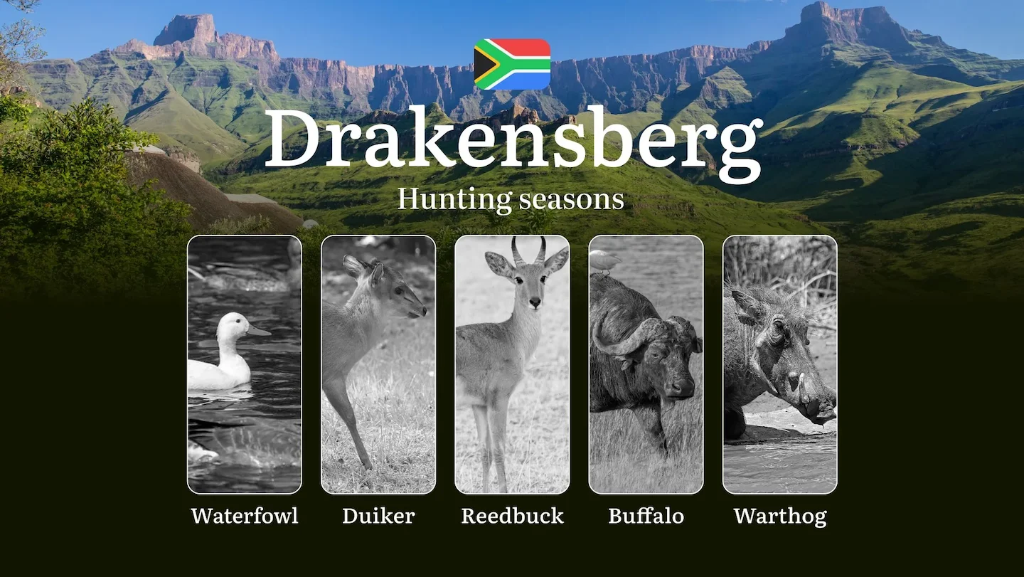 Hunting Seasons in South Africa, Drakensberg Region: Dates and Periods, Permits and Rules, Tips and Tactics for Hunters