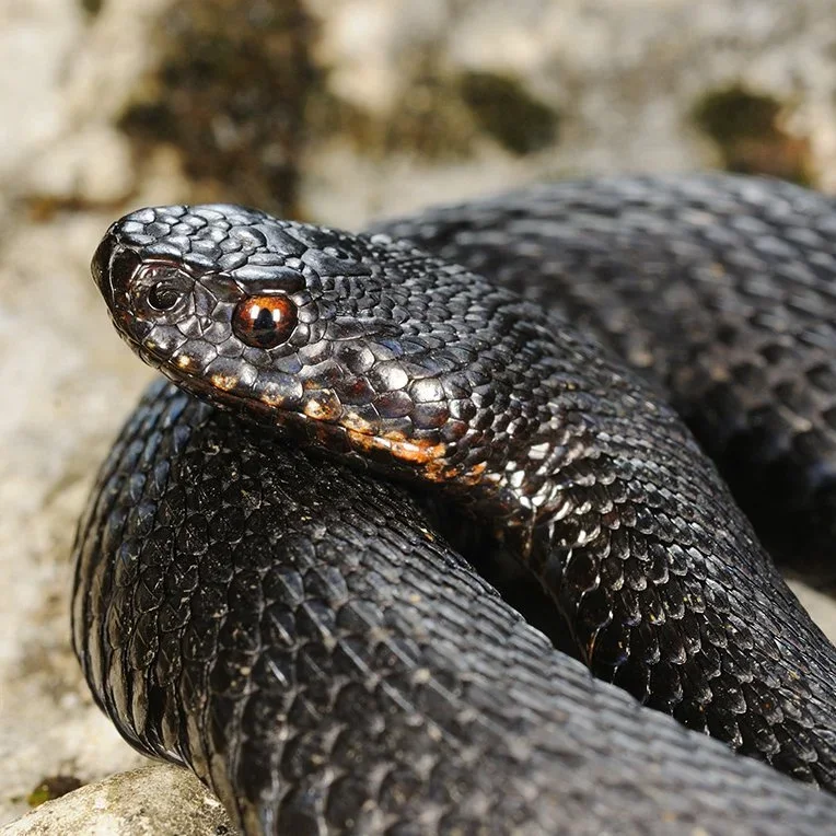 Adder Snake Warning in the UK: Hunters and Outdoor Enthusiasts Urged to Stay Alert This Spring