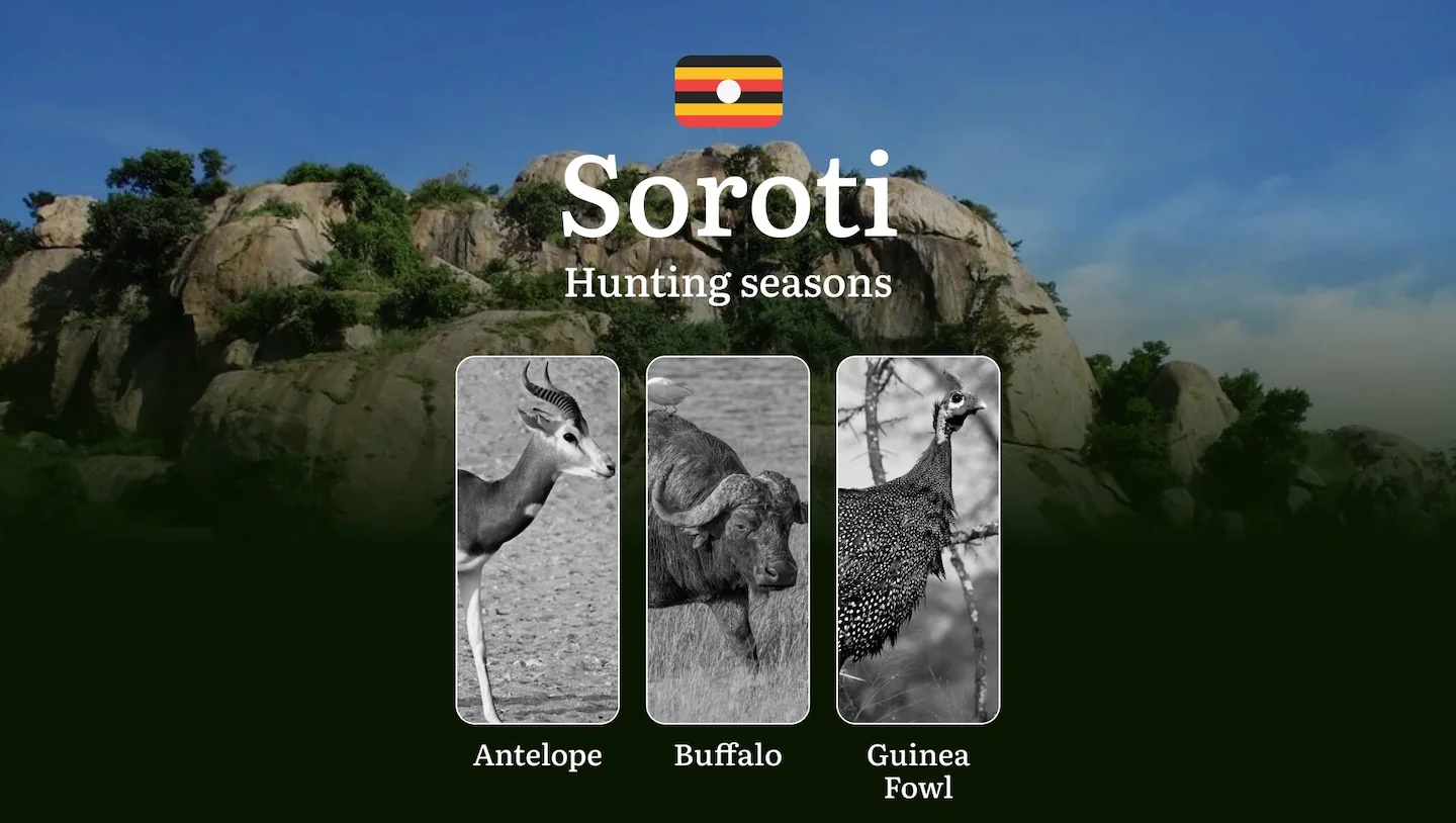 Scheduled Hunting Times in Soroti: Area Regulations, Steps to Obtain a Hunting License, Sanctions for Breaching Hunting…