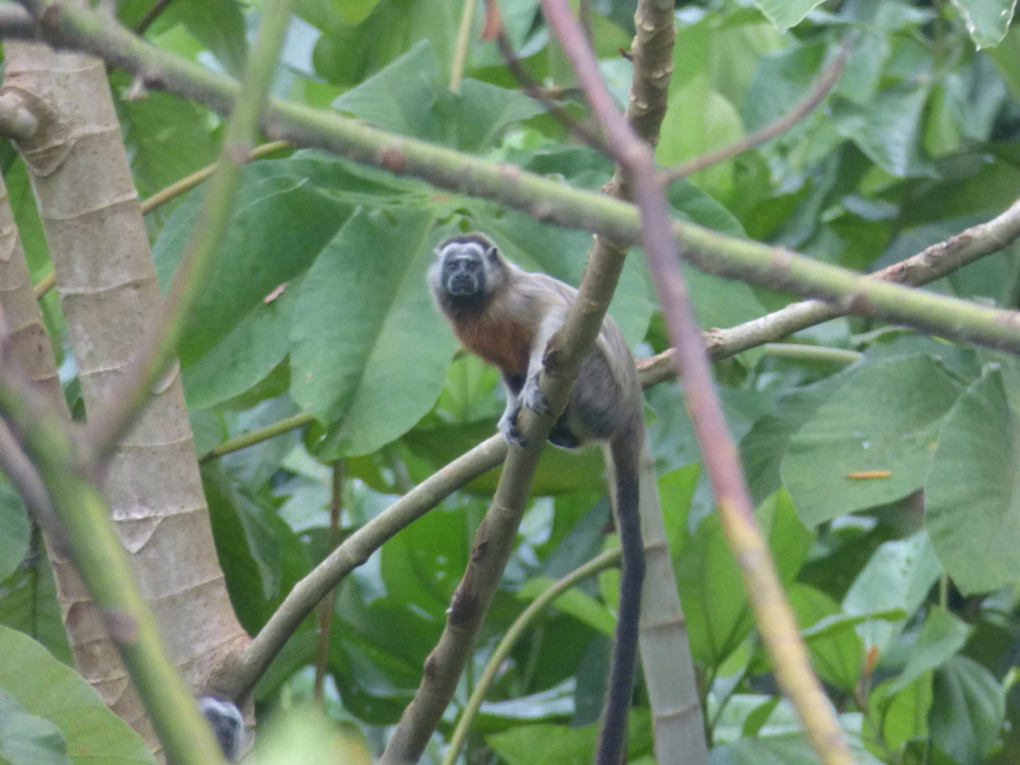 Photo of Witvoettamaryn (Saguinus leucopus)