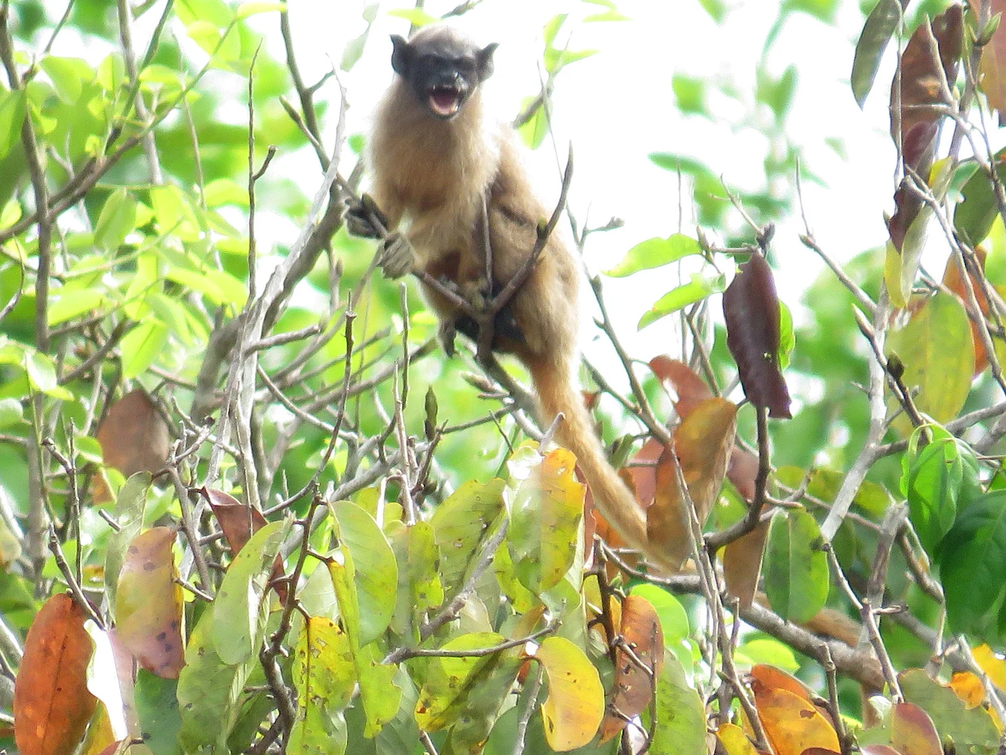 Photo of Martins-se-tamarijn (Saguinus martinsi)