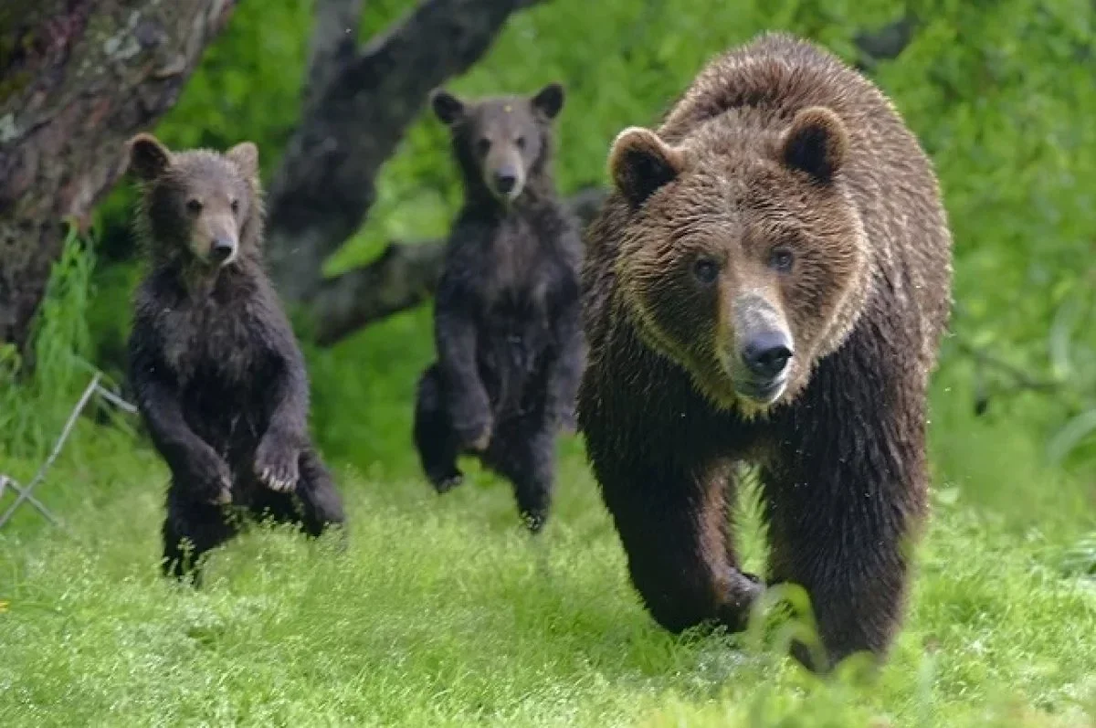 Maiella: Un Nucleo Familiare di Orso Bruno è Uscito dal Territorio del Parco