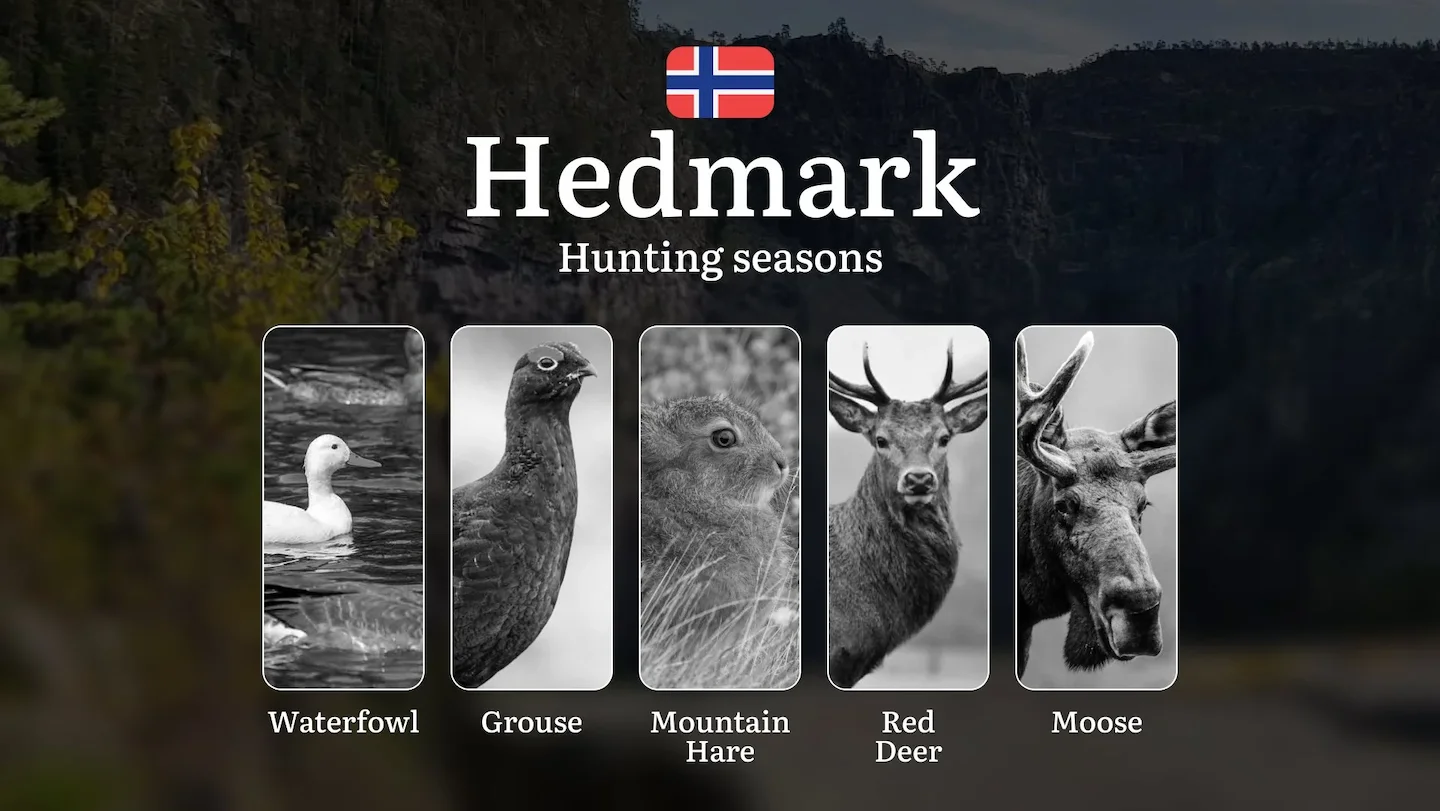 Hunting Periods and Permits in Hedmark: A Detailed Look at Game Movement Throughout the Year, Seasonal Limits, and How t…