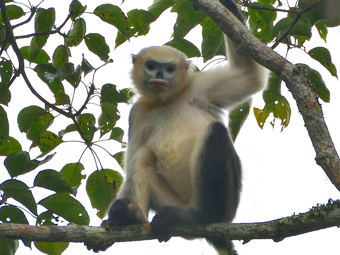 Photo of Tonkin-kortneusapie (Rhinopithecus avunculus)