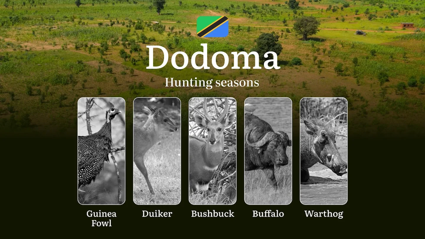 Dodoma: Official Hunting Dates, Regulatory Limits and Seasonal Prohibitions, Licensing Rules, Fines and Legal Penalties…