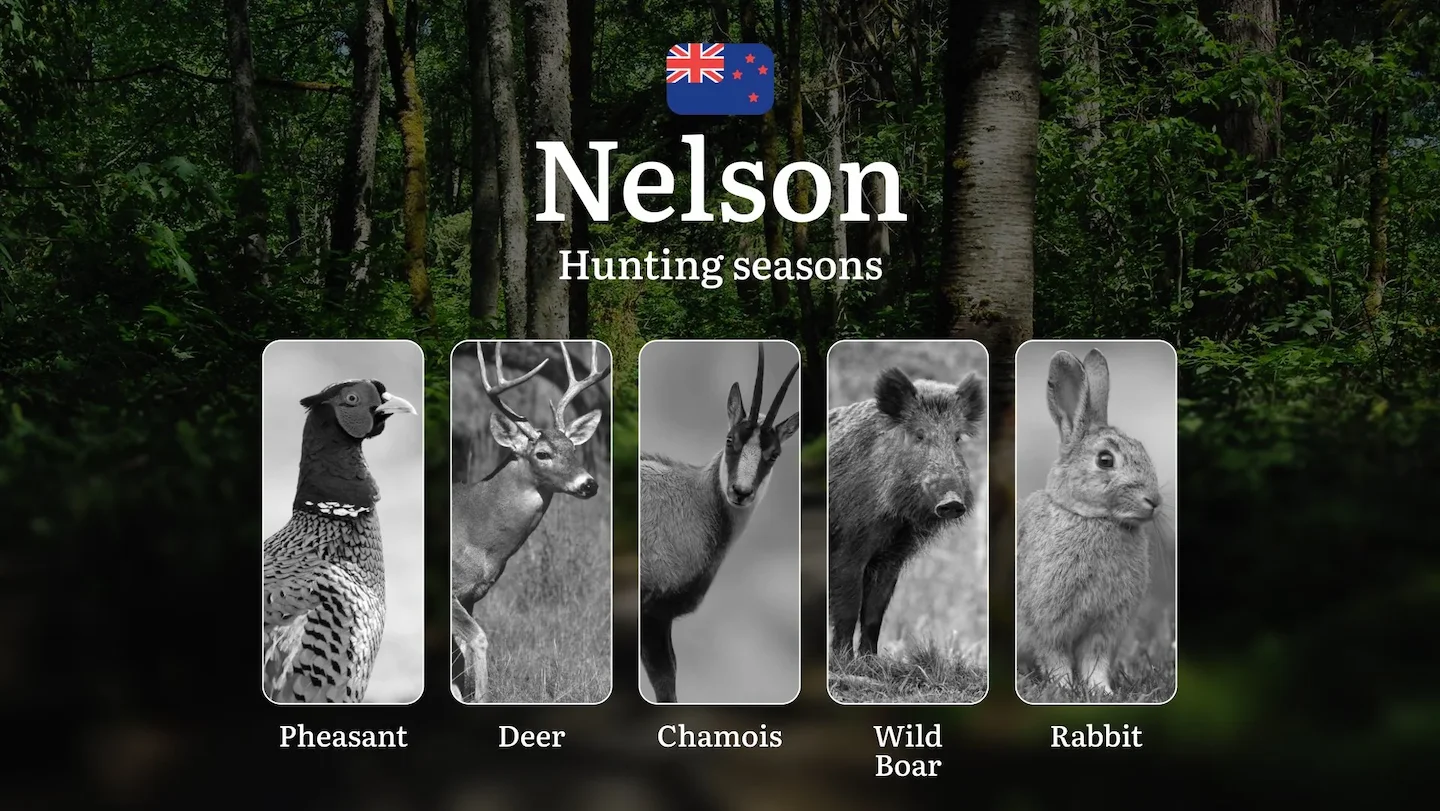 NELSON Region, New Zealand: Hunting seasons, Regulations and Rules, Tips for Choosing the Right Time for hunting